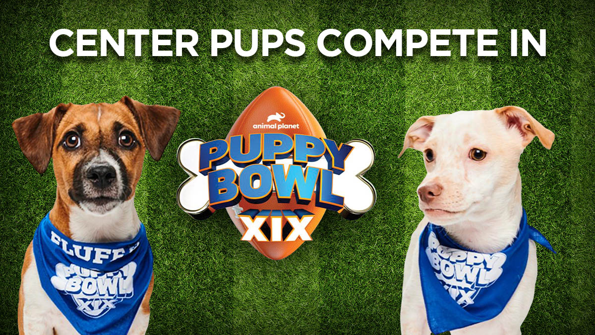 Puppy Bowl Presents: The Dog Games (TV Special 2021) - IMDb