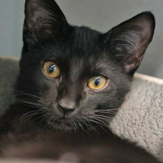 Cat & Kittens for Adoption in San Diego | Helen Woodward Animal Center