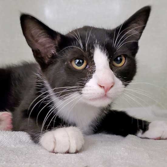 Cat & Kittens for Adoption in San Diego Helen Woodward Animal Center