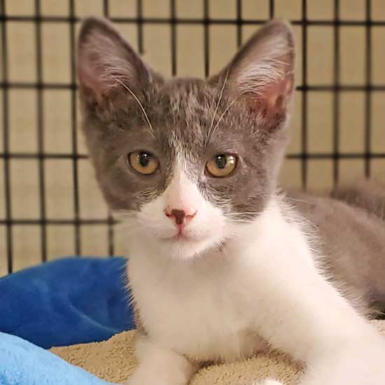 Cat & Kittens for Adoption in San Diego Helen Woodward Animal Center