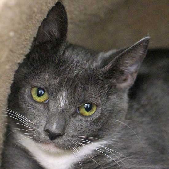 Cat & Kittens for Adoption in San Diego Helen Woodward Animal Center