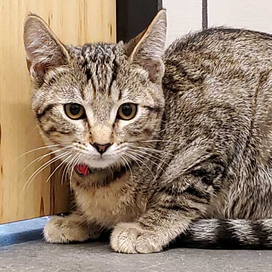 Cat & Kittens for Adoption in San Diego | Helen Woodward Animal Center