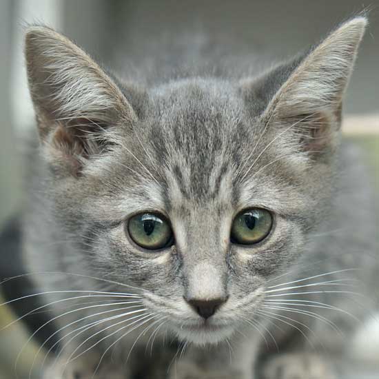 Cat & Kittens for Adoption in San Diego | Helen Woodward Animal Center