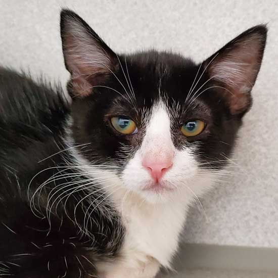 Cat & Kittens for Adoption in San Diego | Helen Woodward Animal Center