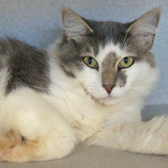 Cat & Kittens for Adoption in San Diego | Helen Woodward Animal Center