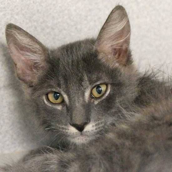 Cat & Kittens for Adoption in San Diego | Helen Woodward Animal Center