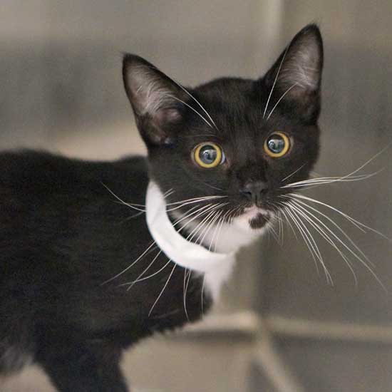 Cat & Kittens for Adoption in San Diego Helen Woodward Animal Center