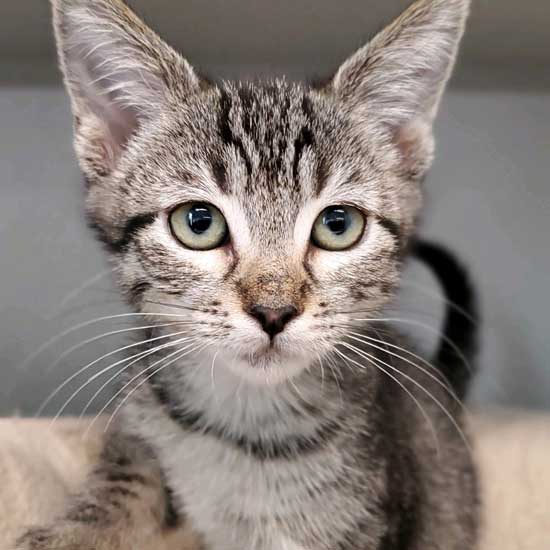 Cat & Kittens for Adoption in San Diego | Helen Woodward ...