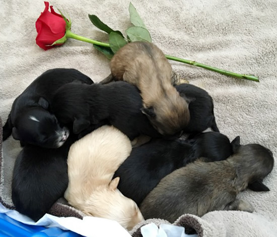 FollowTheLitter_NewYearNewLitter_Puppies with Rose
