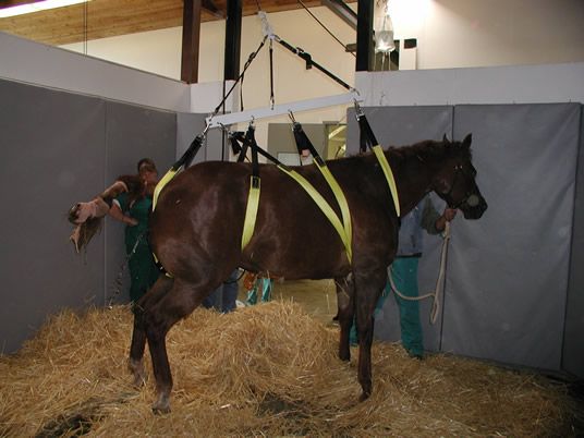 YIR 2015 - Equine Hospital - Horse Sling - Helen Woodward Animal Center