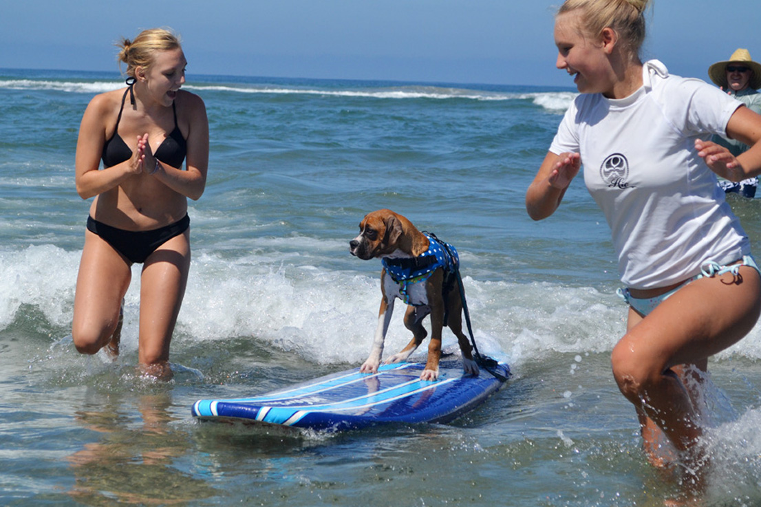 Surf Lessons | Surf Dog Surfing Lessons | Helen Woodward Animal Center