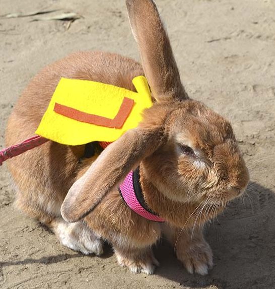 Pet Pen Pals at Helen Woodward Animal Center | Education