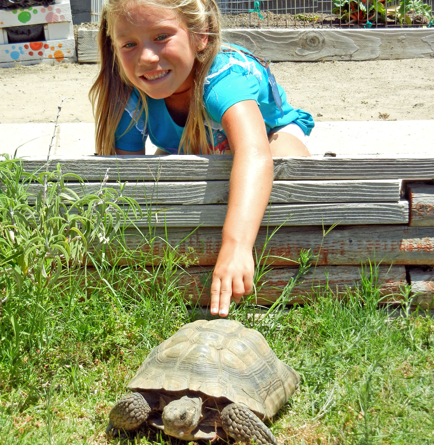 Summer Critter Camp