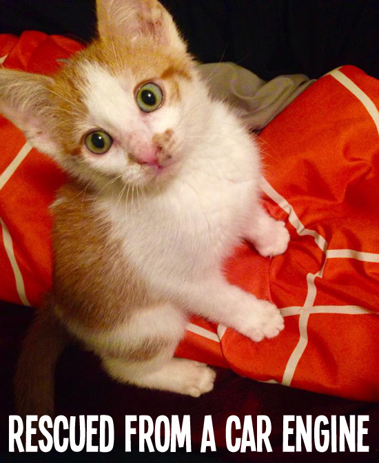 Orange And White Kitten Discovered In Car Engine Helen Woodward