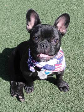 Press Release-AnimalsforArmedForces-Patriotic Frenchie