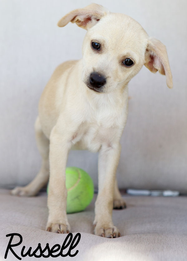 Jack Russell Blend Puppies Found In Sealed Box Helen Woodward