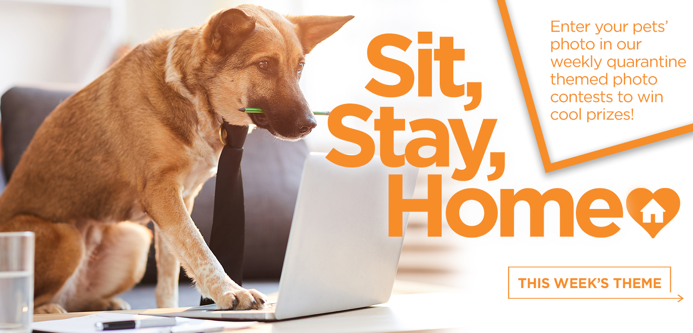 I Love My Rescue Dogs Home Business Office Sign