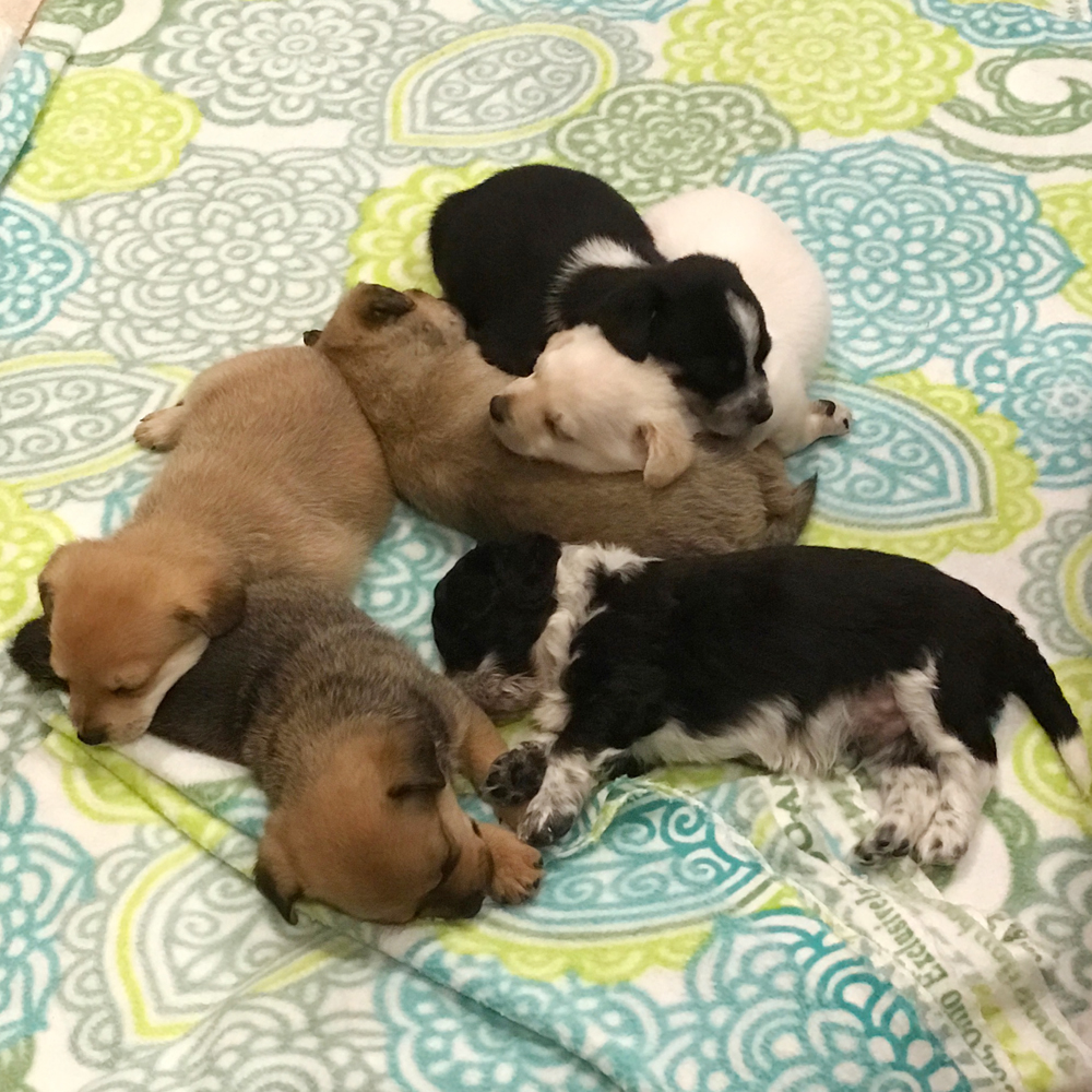 puppy pile