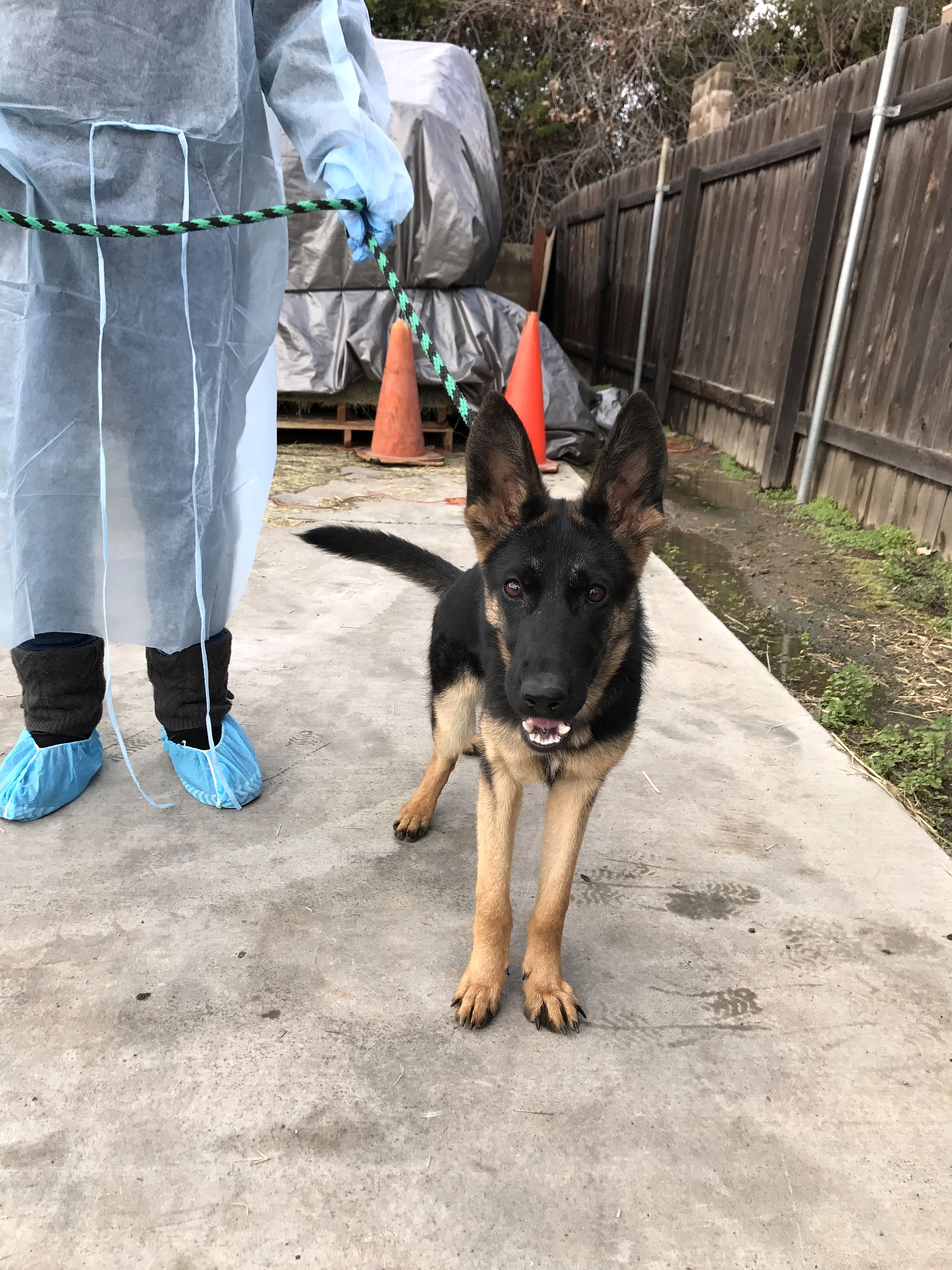 German Shepherd Rolanda Rescued From Backyard Breeder Abuse