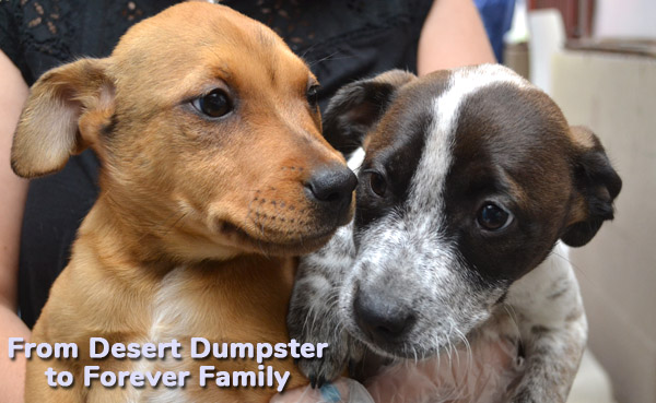 helen woodward puppies