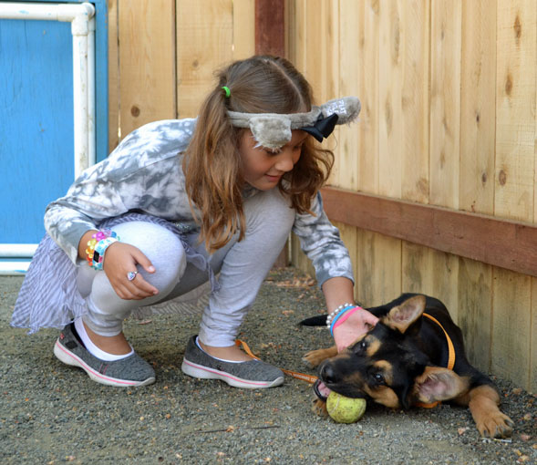 Antilles Is The Little Puppy Who Could Helen Woodward Animal Center