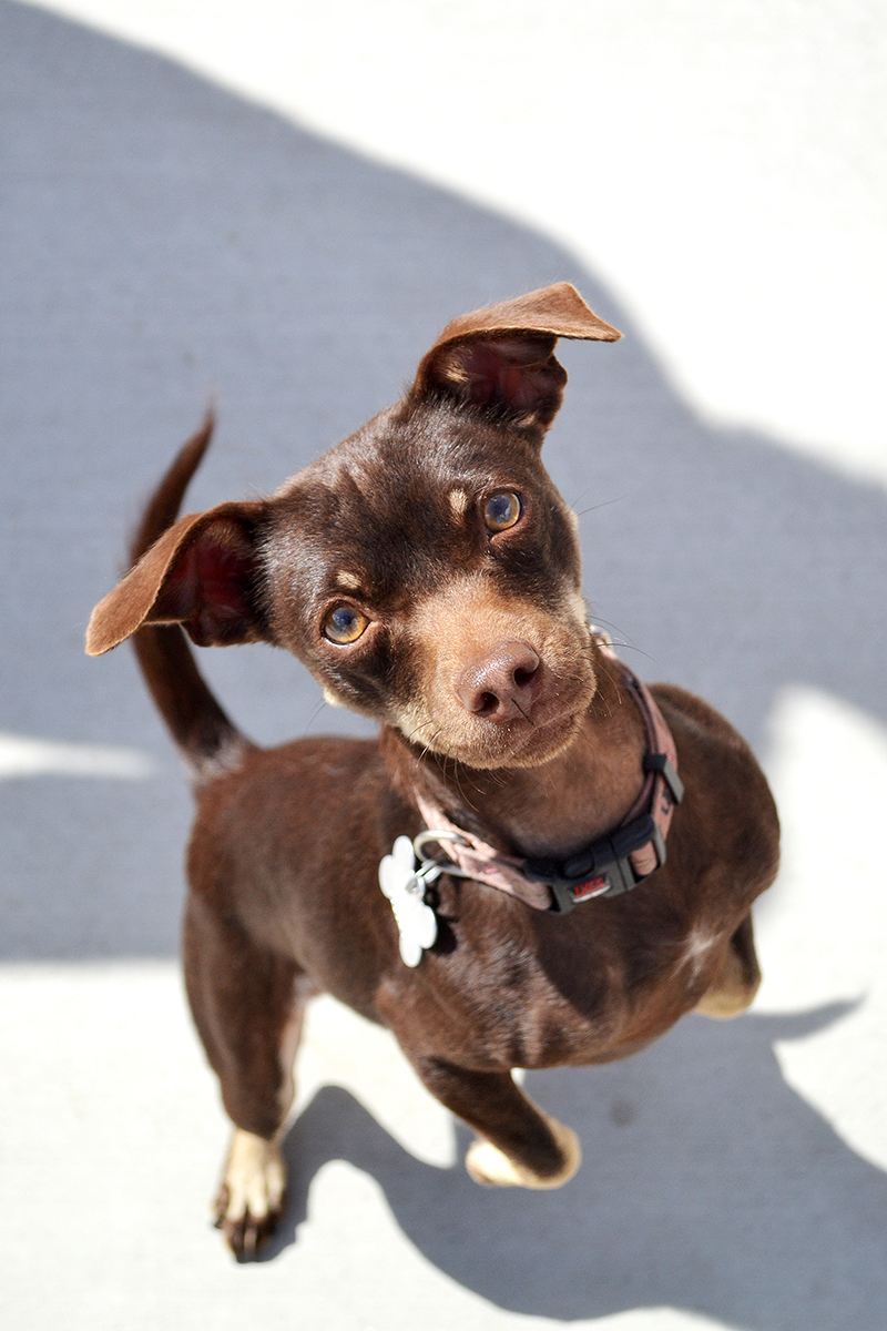 Adopt a Pet | Pet Adoption in San Diego | Helen Woodward ...