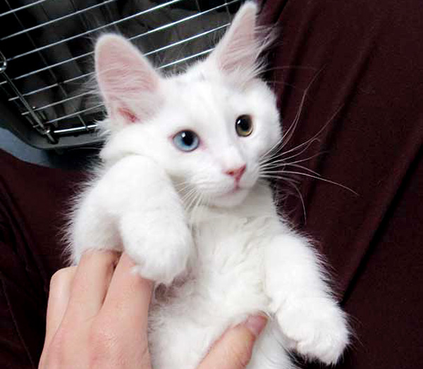 Kitten Adoption San Diego - Adopt a Kitten | Helen ...