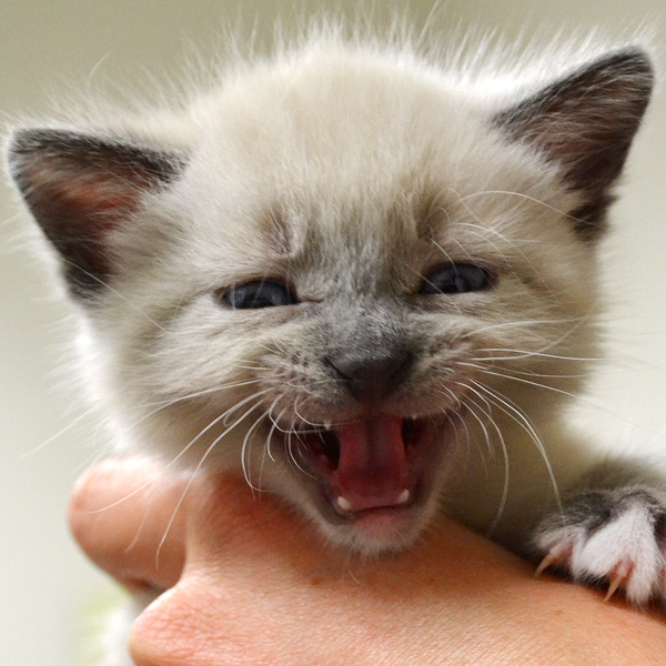 Kitten Adoption San Diego – Adopt a Kitten | Helen ...
