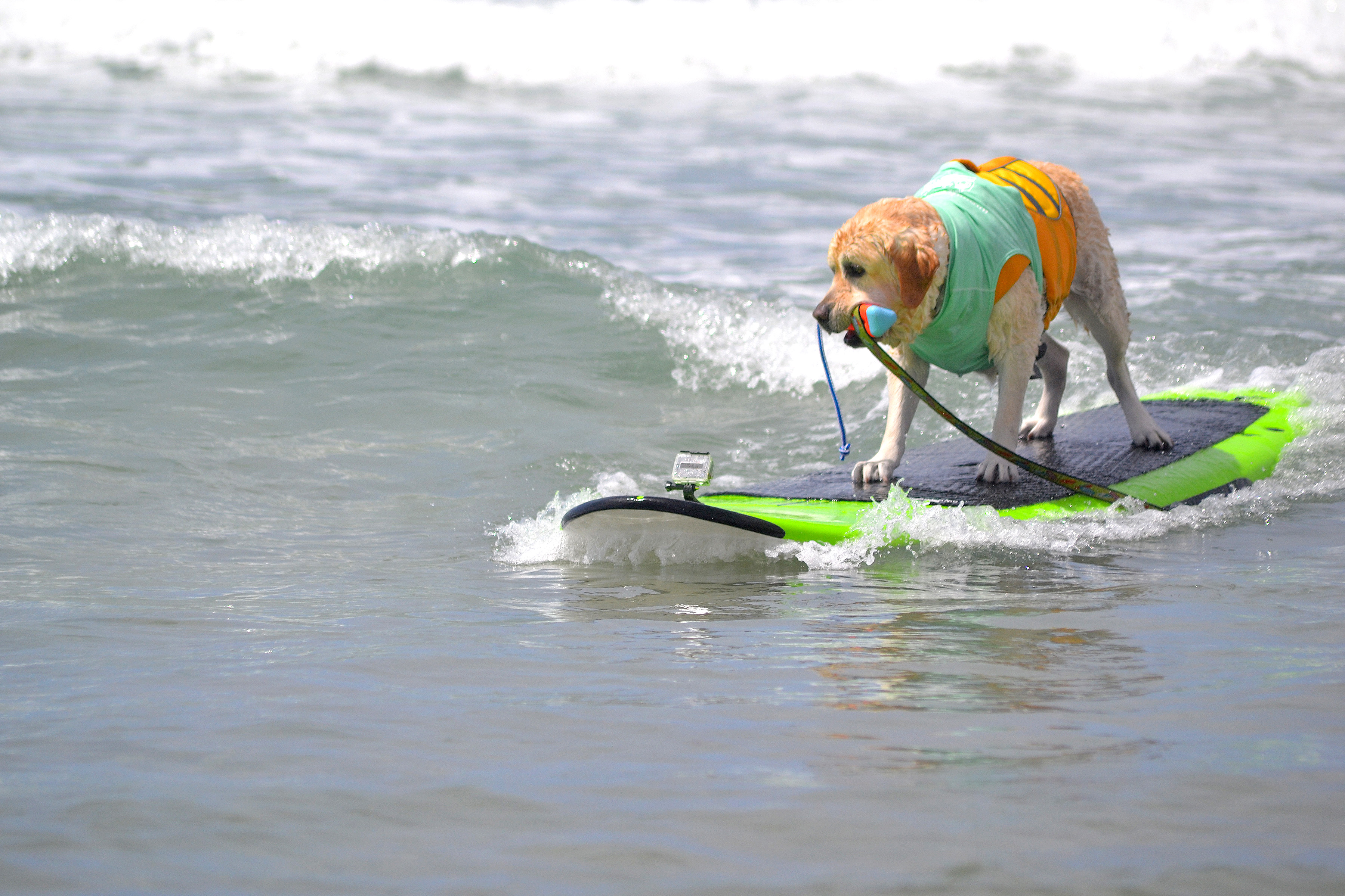 Dog Surfing Competition San Diego Helen Woodward Animal Center
