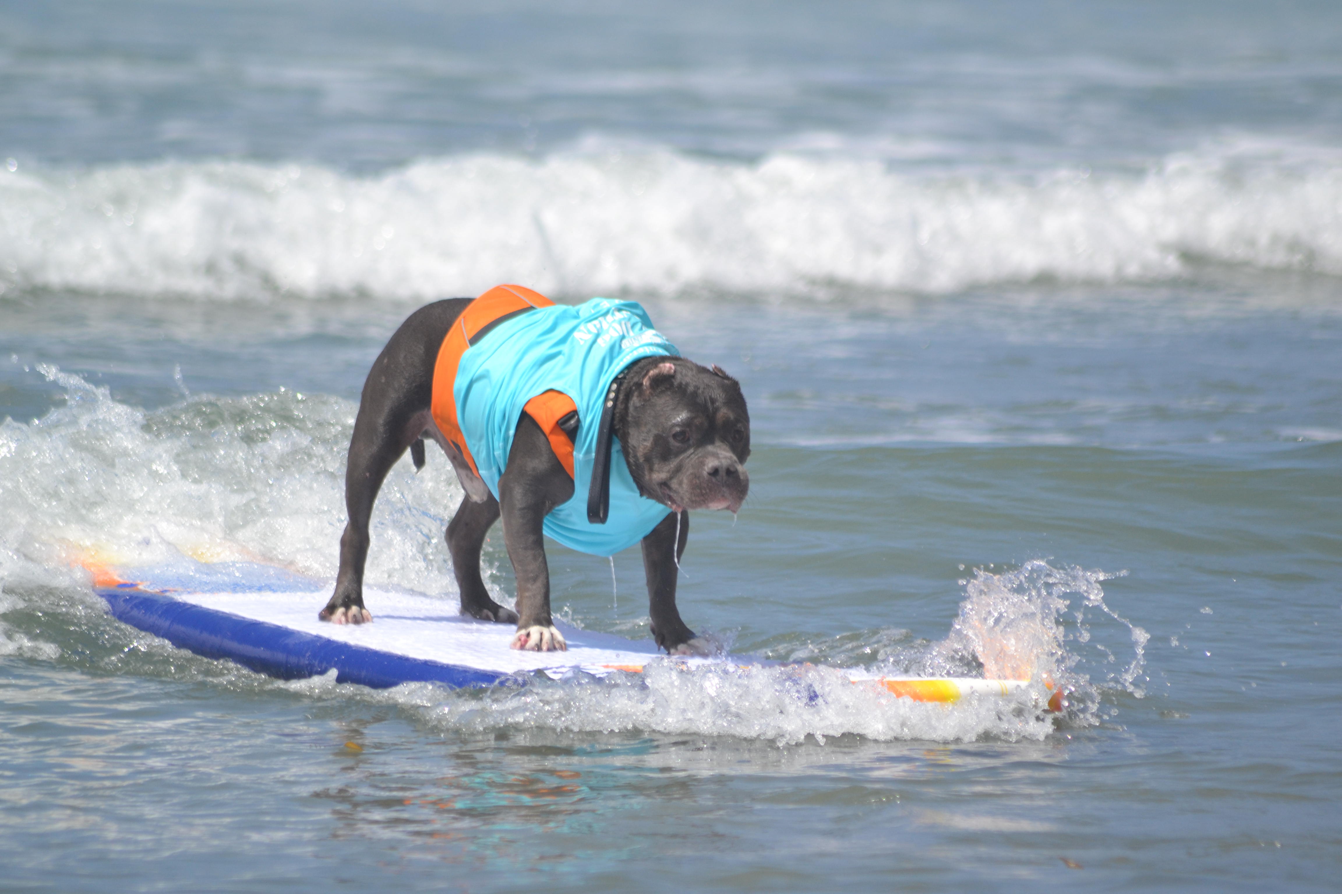 Dog Surfing Competition San Diego Helen Woodward Animal Center