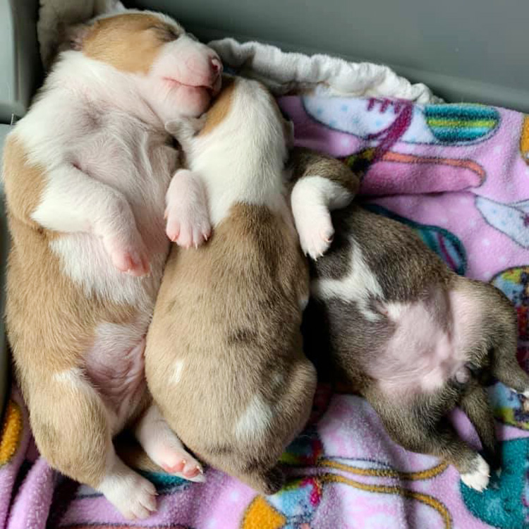 puppy pile