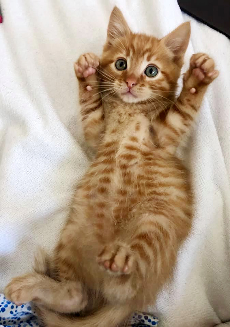 orange kitten