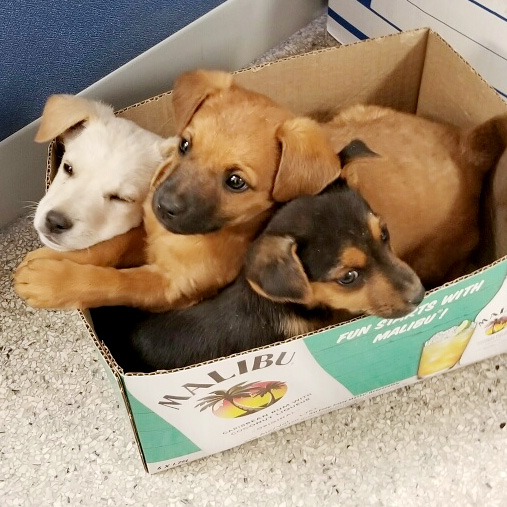 puppy in a box