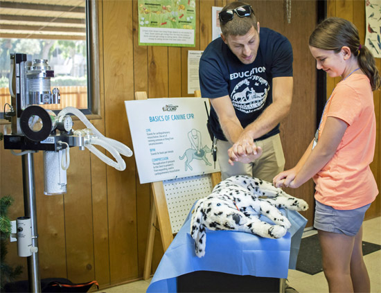 You Can Be a Veterinarian Camp