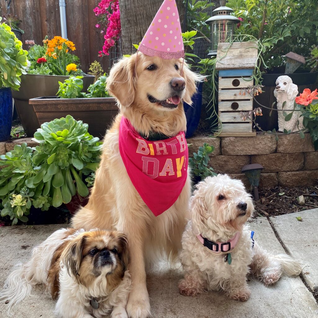 dog birthday pets at home