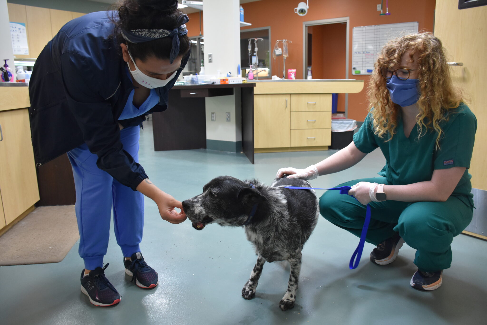 HERE’S THE LATEST FROM HELEN WOODWARD ANIMAL CENTER!! Helen Woodward Animal Center