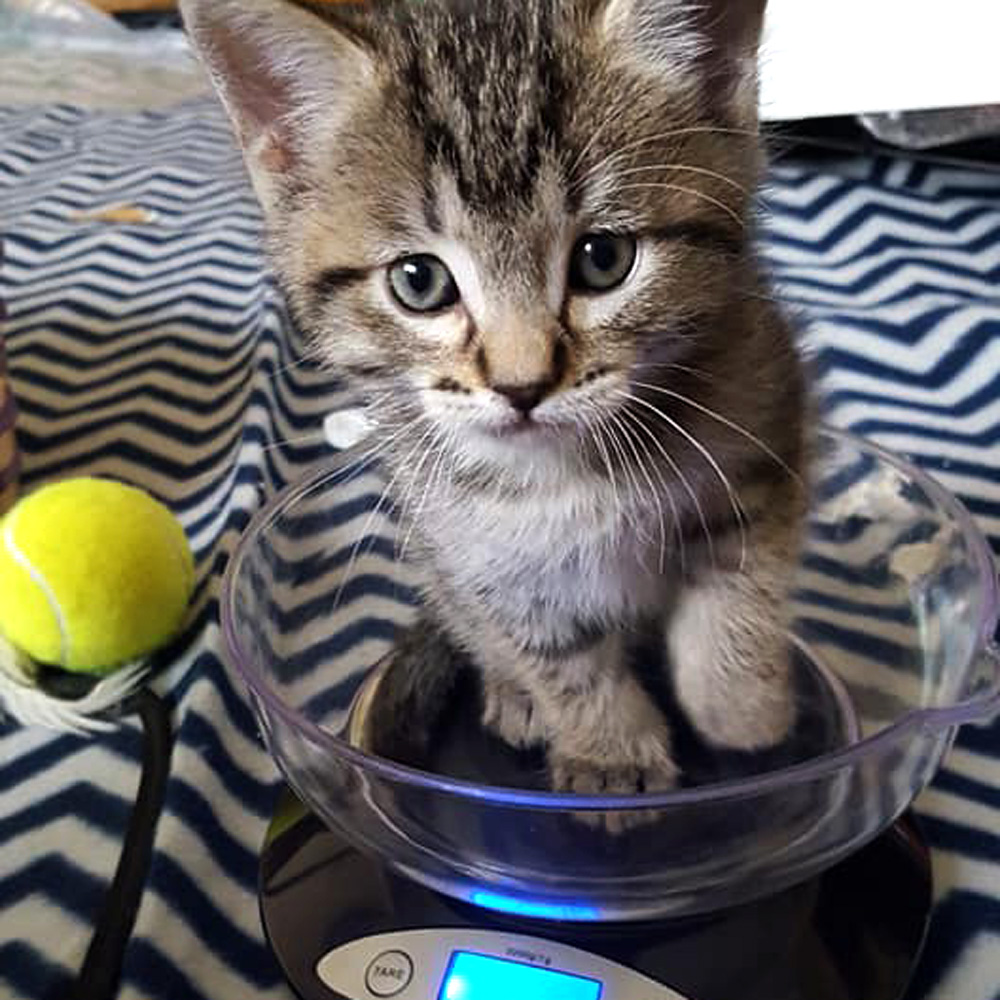 Kitten on Scale