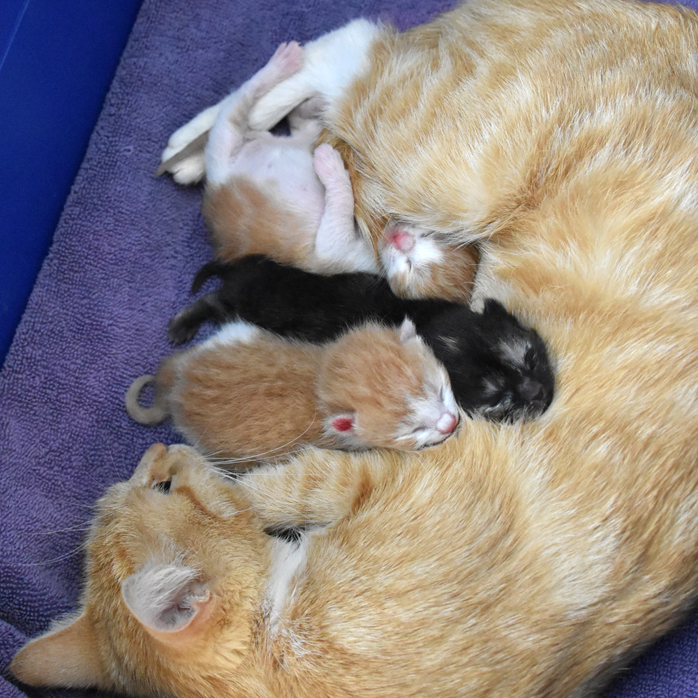 ginger kittens near me