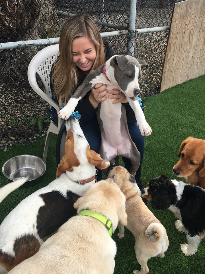 Girl holding puppy up to dogs