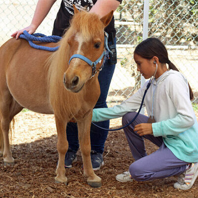 Vet Camp for Kids