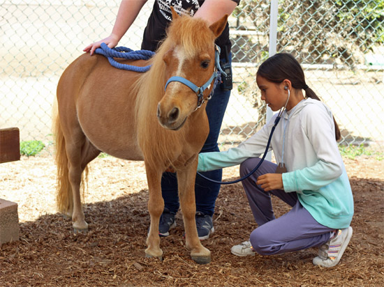 You Can Be a Veterinarian Camp