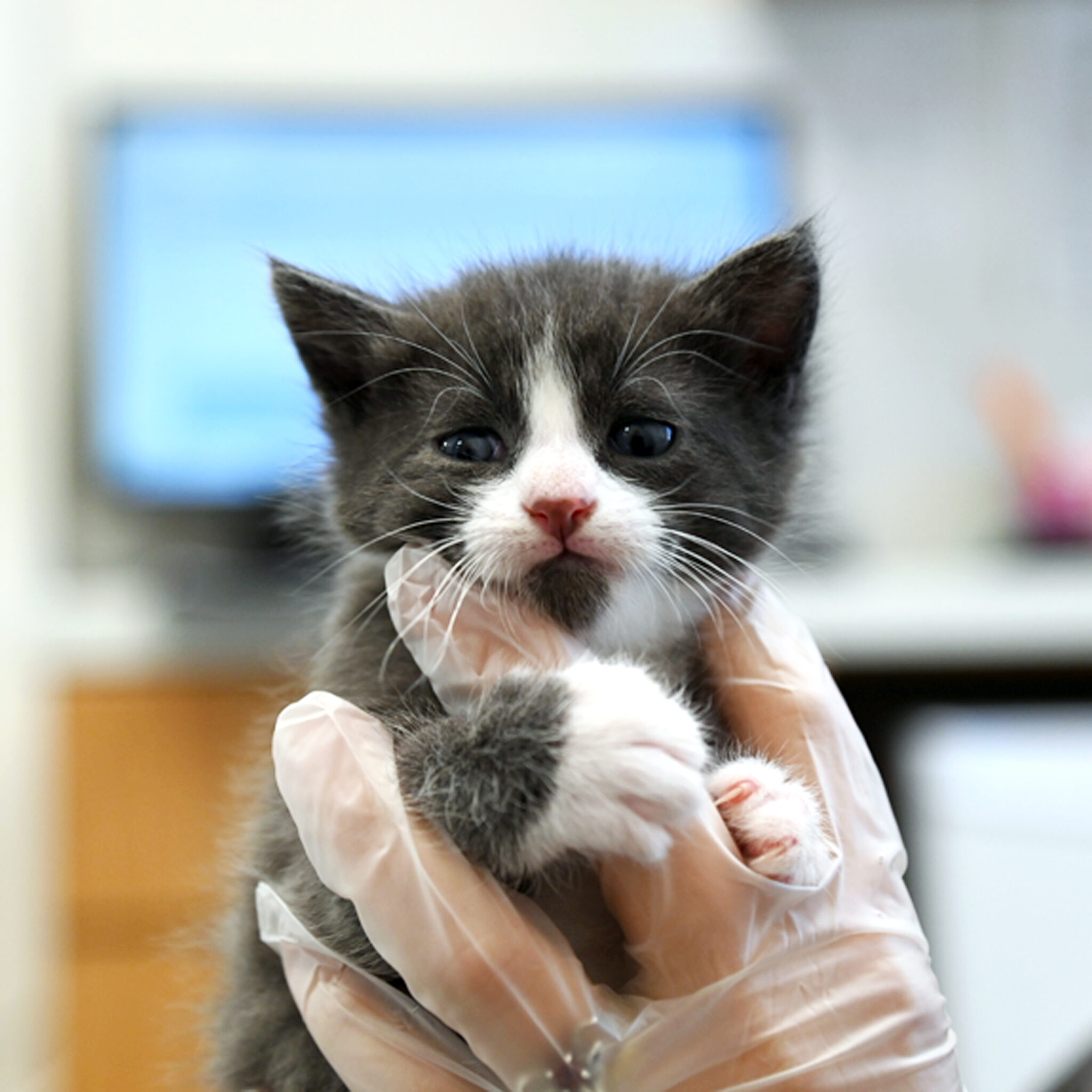 Kitten Adoption San Diego – Adopt a Kitten | Helen Woodward Animal Center