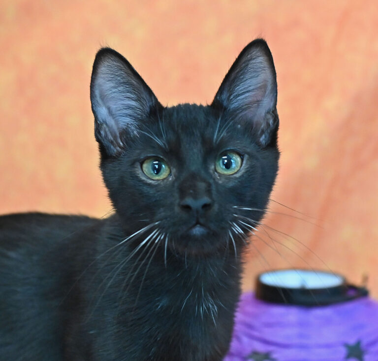 Kitten Adoption San Diego – Adopt a Kitten | Helen Woodward Animal Center