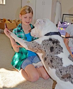 How to Meet Dogs, Help for Kids and Parents