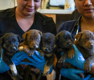 Firehouse Puppies Rescued