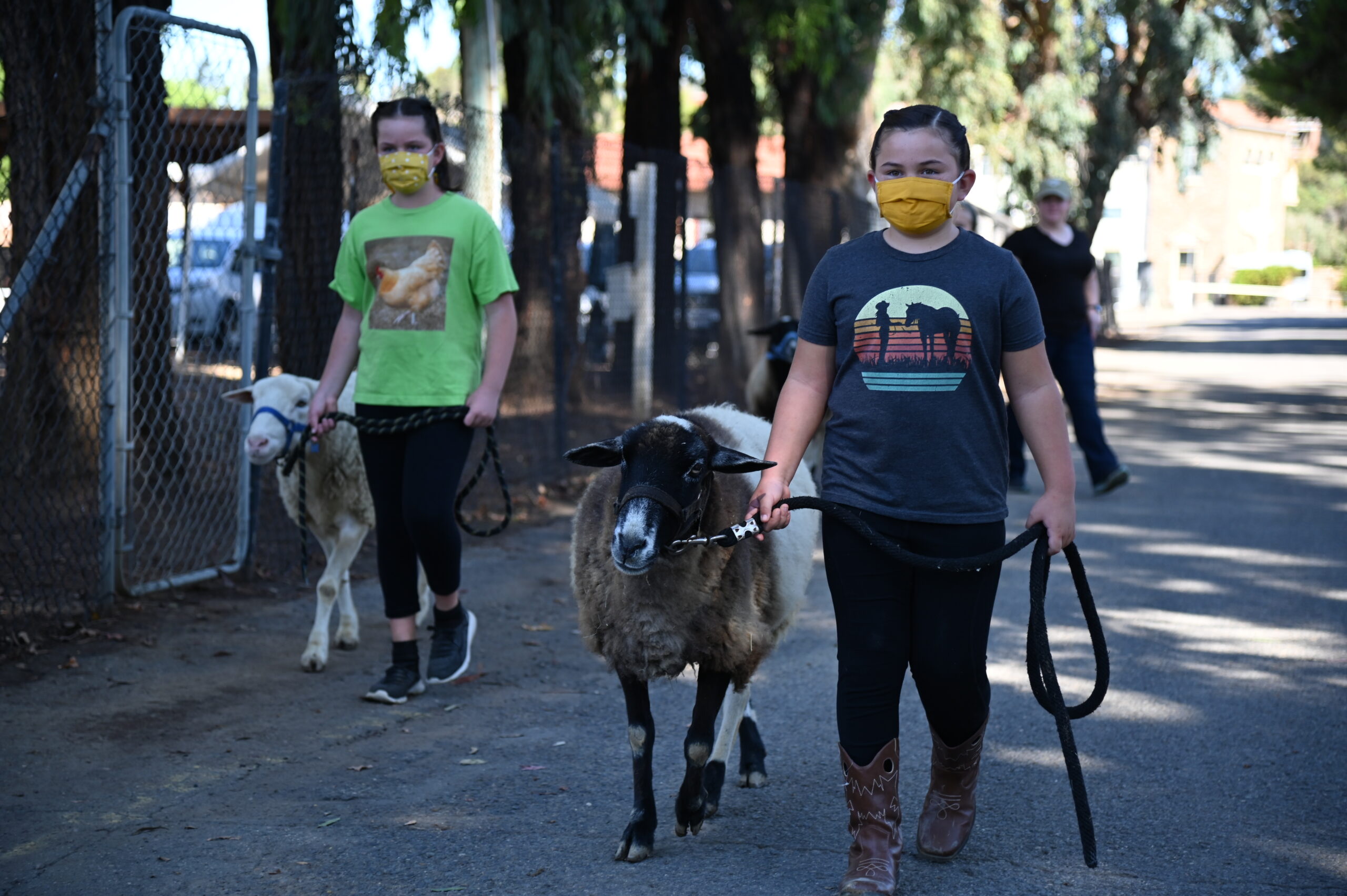Animal Care Camp