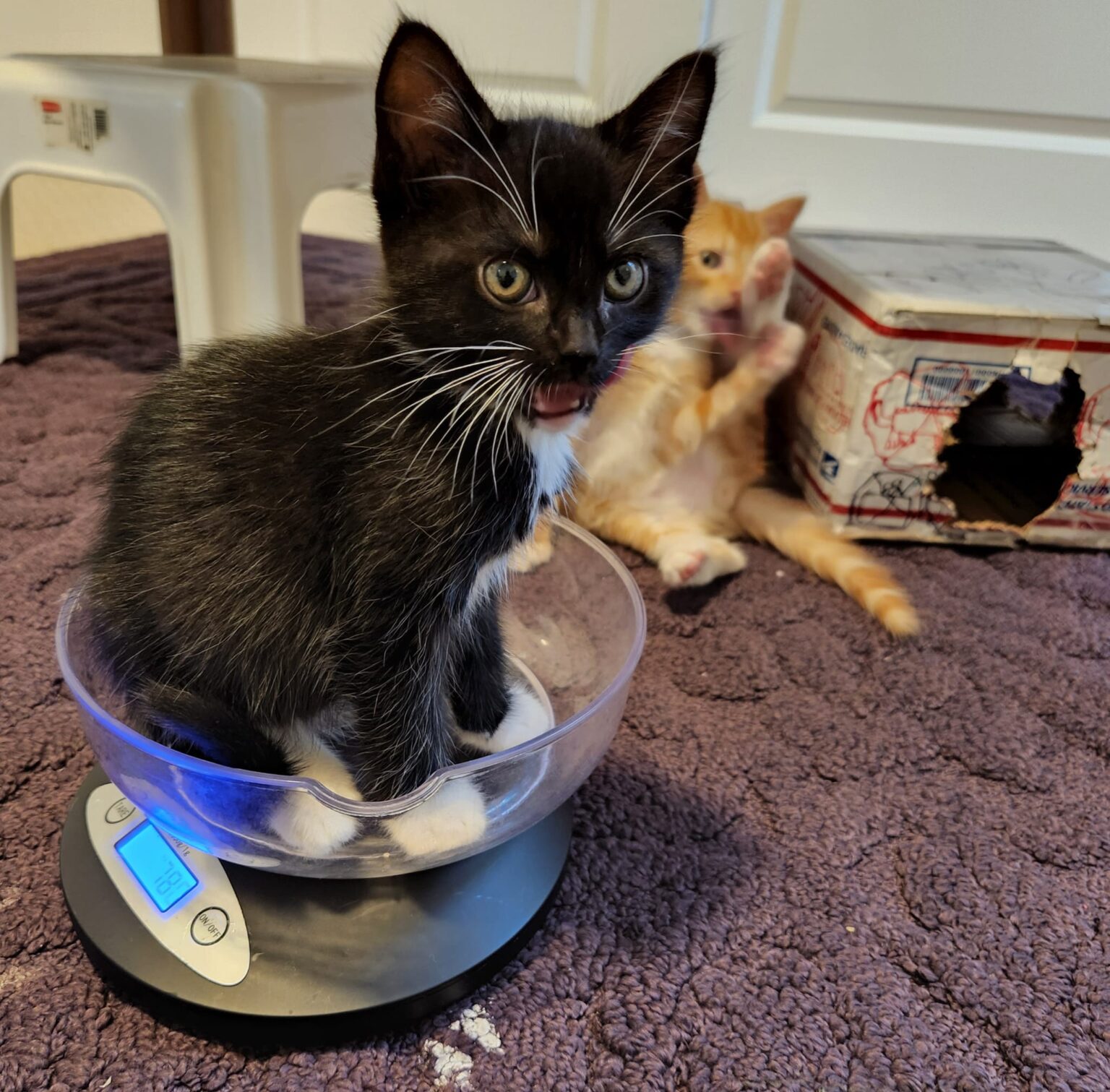 Kitten Adoption San Diego Adopt a Kitten Helen Woodward Animal Center