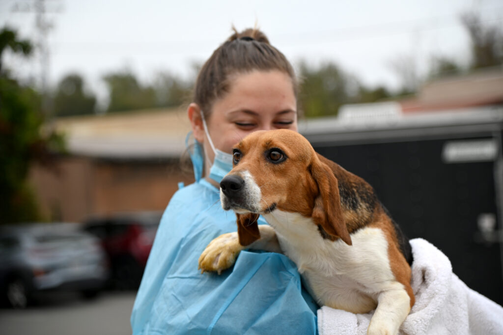 Helen Woodward Animal Center Part of Largest Dog Rescue Mission in U.S