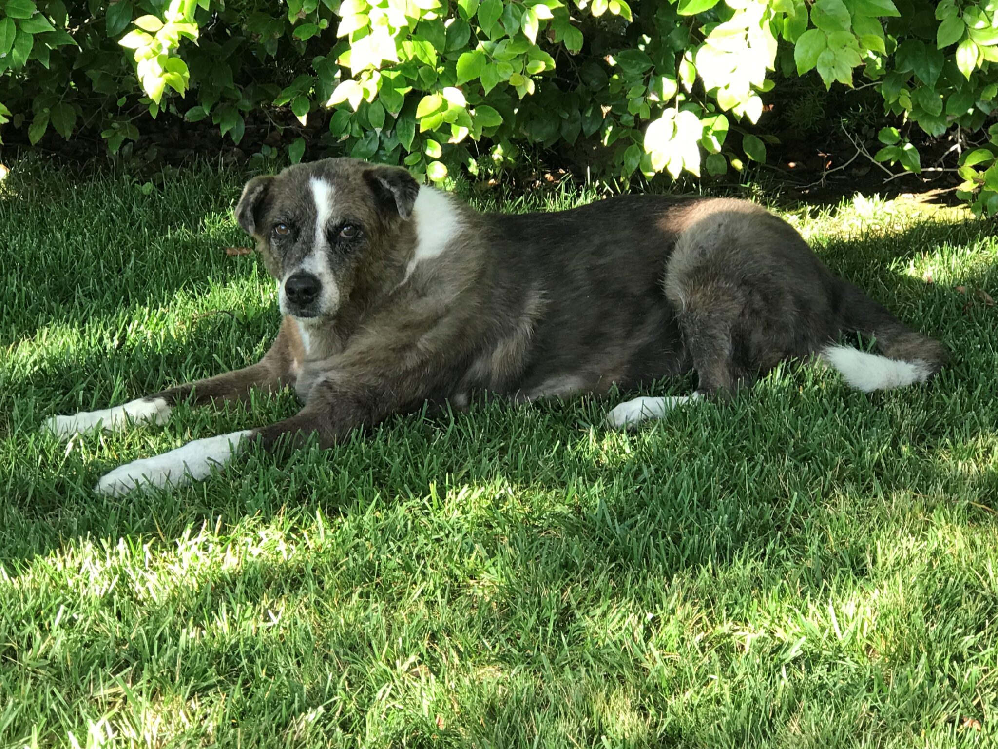 pet-calendar-helen-woodward-animal-center