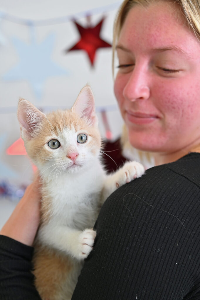 Kitten Adoption San Diego Adopt a Kitten Helen Woodward Animal Center